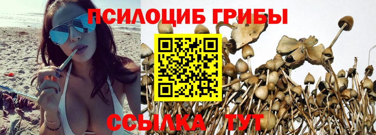 Галлюциногенные грибы Psilocybe Чистополь